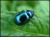 Blue Mint Beetle