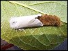 Brown-tail Moth