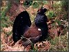 Capercaillie