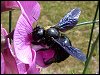 Carpenter Bee