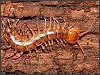 Centipede