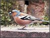 Chaffinch