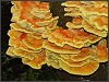 Chicken of the Woods