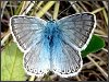 Chalkhill Blue