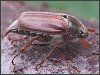 Cockchafer