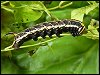 Convolvulus Hawkmoth