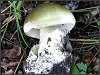 Death Cap