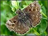 Dingy Skipper