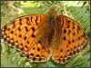 Dark Green Fritillary