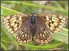 Duke of Burgundy Fritillary