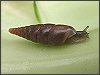 Plaited Door Snail