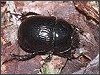 Dor Beetle