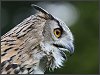 Eagle Owl