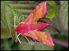 Small Elephant Hawk-moth