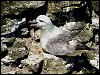 Fulmar