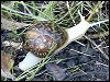 Garden Snail