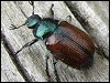 Garden Chafer