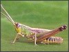 Grasshopper