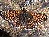 Glanville Fritillary