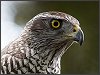 Goshawk