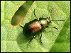 Green Dock Beetle