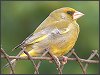 Greenfinch