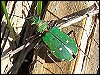 Green Tiger Beetle