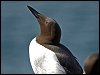 Guillemots