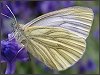 Green Veined White