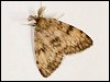 Gypsy Moth