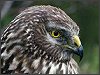 Hen Harrier