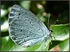 Holly Blue