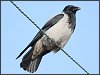 Hooded Crow