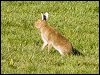 Mountain Hare