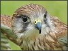 Kestrel