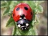 7-Spot Ladybird