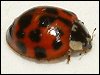 Harlequin Ladybird