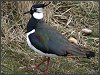 Lapwing