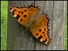 Large Tortoiseshell