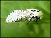 Leopard Moth