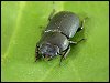 Lesser Stag Beetle