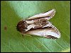 Lesser Swallow Prominent