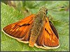 Large Skipper