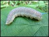 Lime Hawk-moth