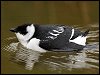 Little Auk