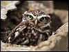 Little Owl