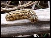 Lunar Yellow Underwing