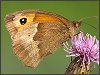 Meadow Brown