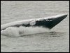 Minke Whale