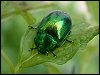 Mint Leaf Beetle